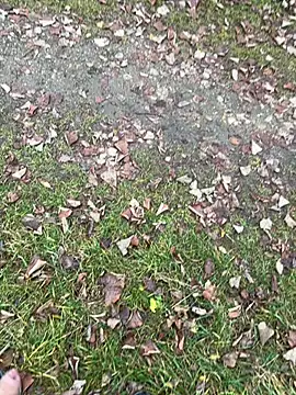 Aronn4 online show from 12, 11, 2025