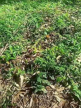 Snapshot of OFICINA_Simas-Turbo chatting on 8, 10, 2025 OFICINA Simas-Turbo online show from 8, 10, 2025