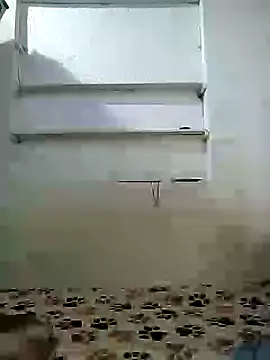 Cameron puppy online show from 19, 4, 2026