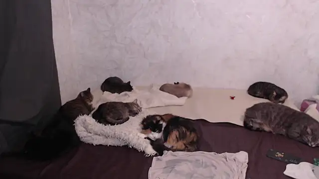 Olivia Winston online show from 13, 1, 2026