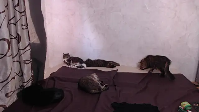 Olivia Winston online show from 28, 3, 2026