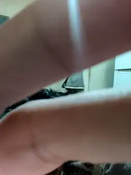 khema99 online show from 12, 1, 2026