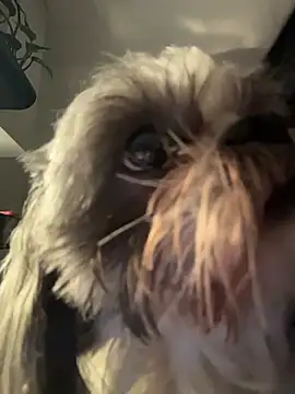 PetitLumiere online show from 18, 2, 2026