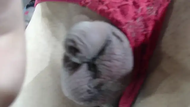 Snapshot of emma_onassis_17 chatting on 1, 1, 2025 emma onassis 17 online show from 1, 1, 2025