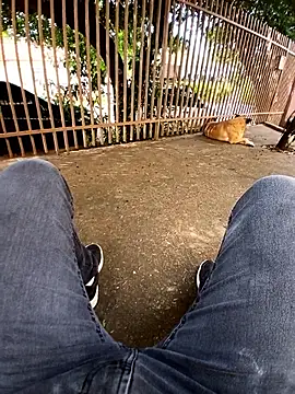 braza66 online show from 12, 4, 2026