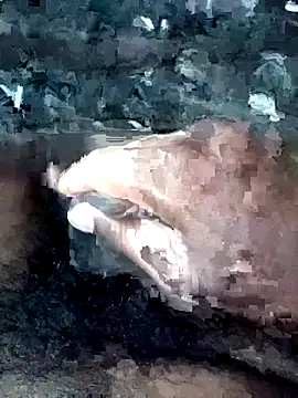 Snapshot of slchiku chatting on 18, 10, 2025 slchiku online show from 18, 10, 2025