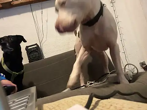 EnricoGio online show from 17, 12, 2024