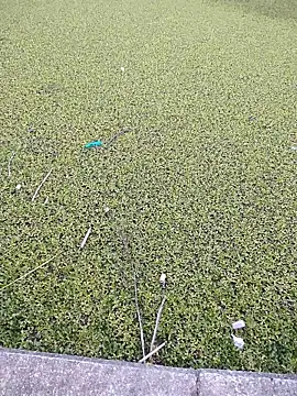 Snapshot of Eduardoxxx51 chatting on 3, 12, 2025 Eduardoxxx51 online show from 3, 12, 2025