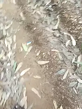 indiasexmf online show from 16, 12, 2025