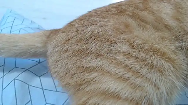 CRISTIINA37 online show from 6, 11, 2025