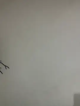 Veropig online show from 13, 3, 2026