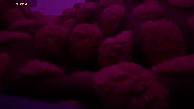 bukkakebae1 online show from 15, 11, 2025