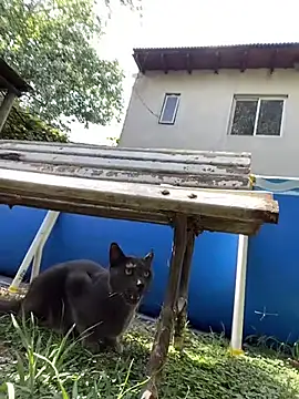 FlorBich online show from 3, 2, 2026