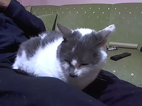 zormen355 online show from 4, 4, 2026