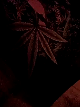 ySqmbVanbe online show from 5, 2, 2026