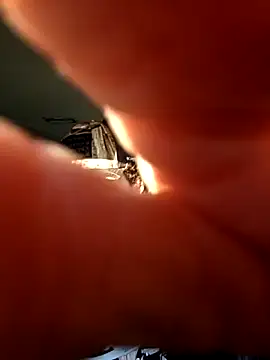 Talenjames4 online show from 7, 4, 2026