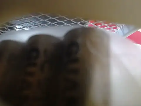 lovense test04 online show from 10, 2, 2026