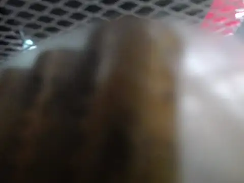 lovense test04 online show from 7, 1, 2026