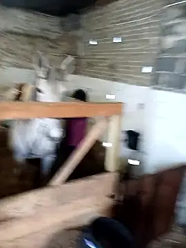 Tortuga95PL online show from 5, 2, 2026