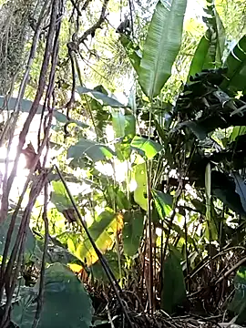 tuwegon online show from 17, 6, 2026