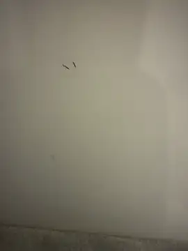 orient zob online show from 10, 2, 2026