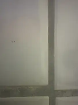 orient zob online show from 25, 2, 2026