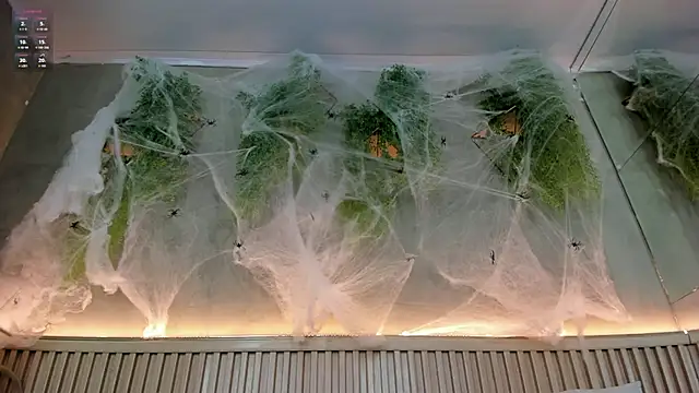 Lana Lann online show from 20, 10, 2025