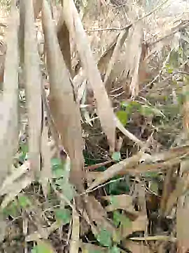 Young couple143 online show from 27, 2, 2025