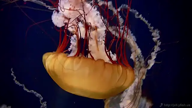 streamy test11 online show from 20, 10, 2025