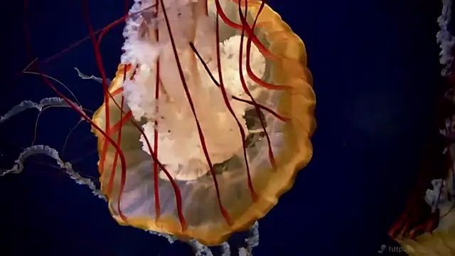 streamy test11 online show from 21, 4, 2026