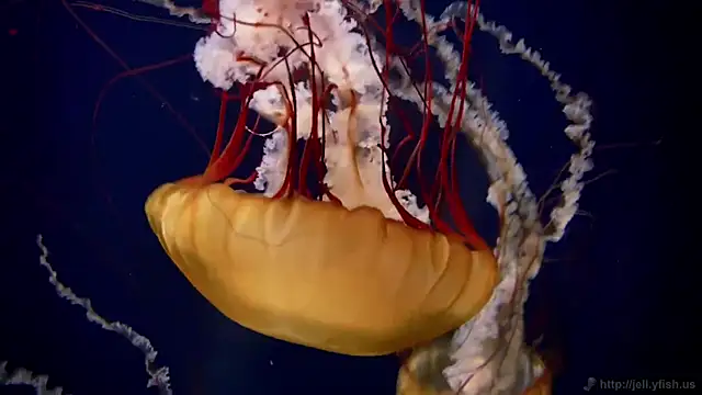 streamy test11 online show from 24, 3, 2026