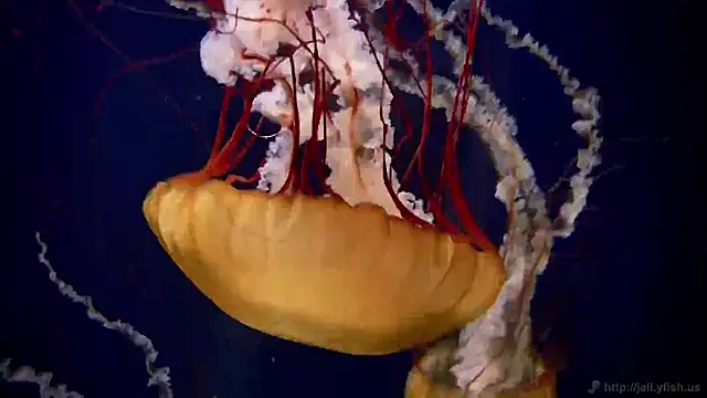 streamy test11 online show from 20, 11, 2025