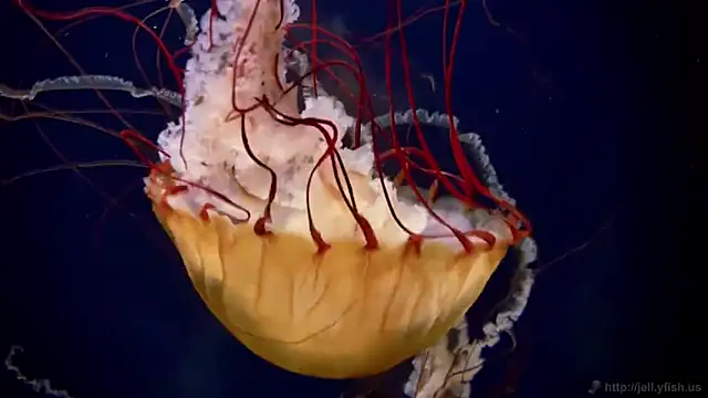 streamy test11 online show from 7, 11, 2025