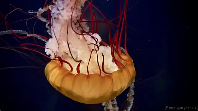 streamy test11 online show from 14, 12, 2025