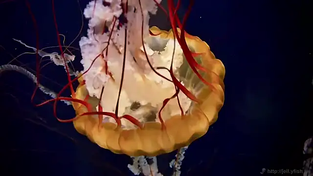 streamy test11 online show from 9, 4, 2026