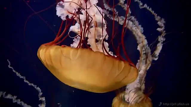 streamy test11 online show from 12, 2, 2026