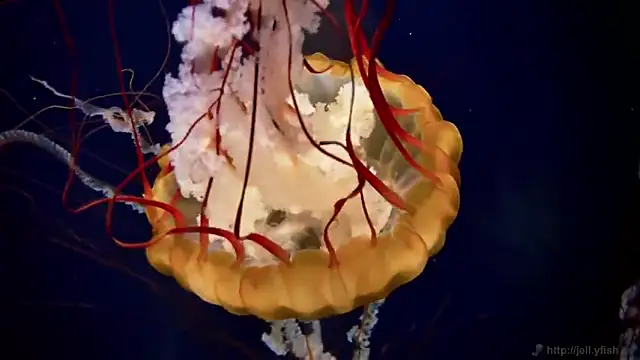 streamy test11 online show from 30, 10, 2025