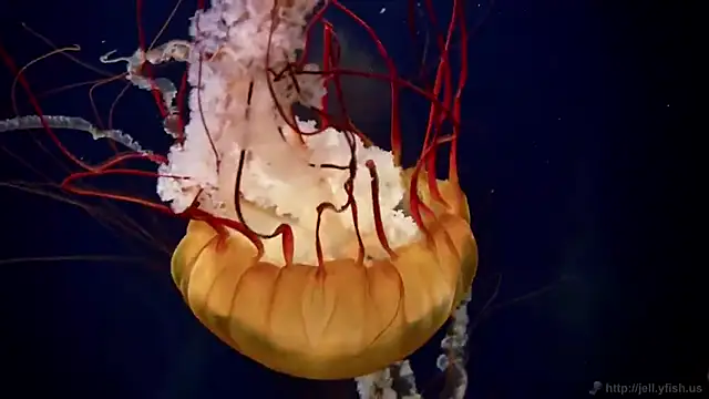 streamy test11 online show from 24, 2, 2026