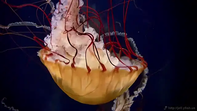 streamy test11 online show from 6, 4, 2026