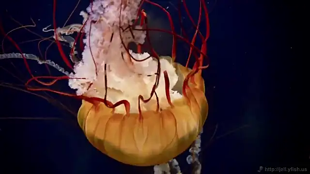 streamy test11 online show from 16, 10, 2025