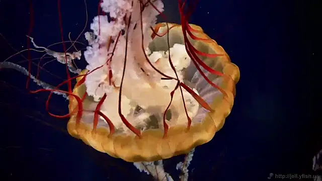 streamy test11 online show from 2, 4, 2026