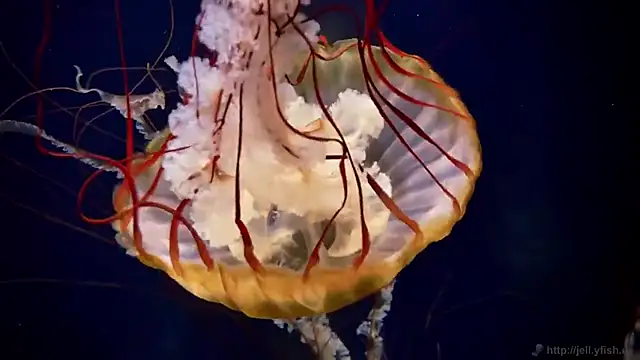 streamy test11 online show from 11, 11, 2025