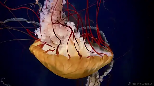 streamy test11 online show from 18, 12, 2025