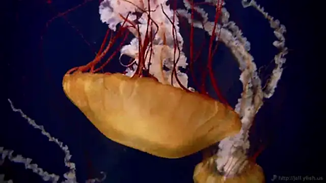 streamy test11 online show from 2, 3, 2026