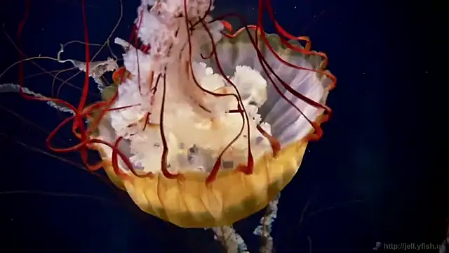 streamy test11 online show from 2, 12, 2025