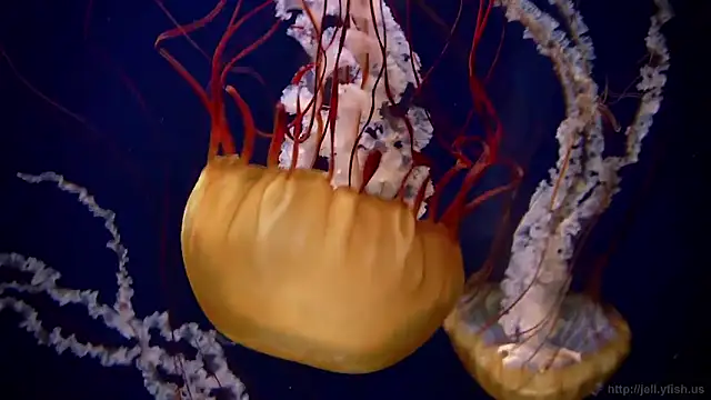 streamy test11 online show from 26, 2, 2026