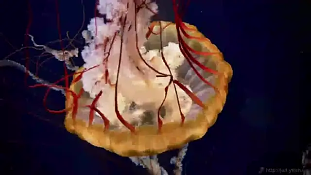 streamy test11 online show from 16, 4, 2026