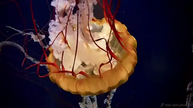 streamy test11 online show from 30, 3, 2026