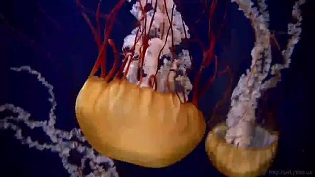 streamy test11 online show from 31, 3, 2026