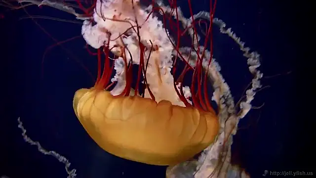 streamy test11 online show from 27, 11, 2025